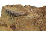 Sandstone With Rooted Hadrosaur Tooth, Tendon & Bone - Wyoming #227966-2